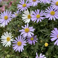 ブラキカム,ブラキカム 星空マム,今日の１枚,花のあるくらし,ふふの家の画像
