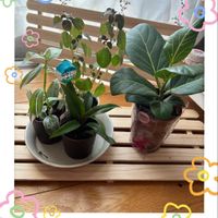 ピレア,パープルコンパクター,ダイソー産,多肉好きな人と繋がりたい,横浜タニラーの画像