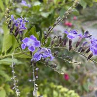 クリスマスローズ,サンスベリア,デュランタ,お値打ち品,今日のお庭の画像