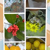 ミカン,柚子,オキザリス　桃の輝き,千両,朝顔の画像