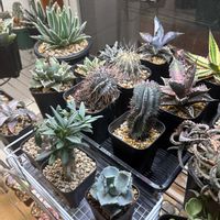 室内植物棚,室内LED管理,多肉植物,水やり,多肉のある暮らしの画像