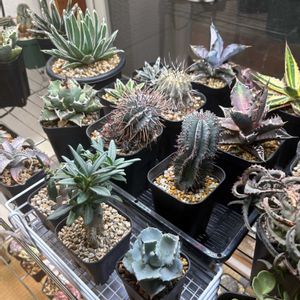 室内植物棚,室内LED管理,多肉植物,水やり,多肉のある暮らしの画像