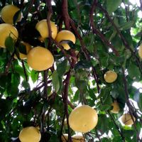 グレープフルーツ,実生,ビタミンカラー,種から,今日のお花の画像