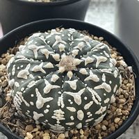 サボテン,アガベ,多肉植物,ユーフォルビア,ベランダの画像