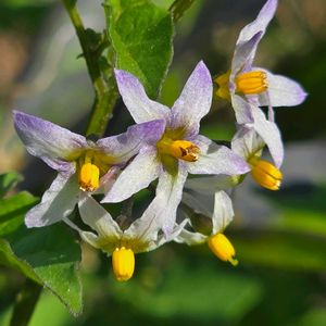 ワルナスビ,散歩,雑草,季節の花,秋の花の画像