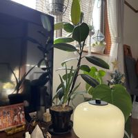 チランジア,グリーンネックレス,サンスベリア,モンステラ,リプサリスの画像