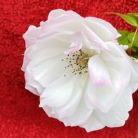 アイスバーグ,銀木犀,花のある暮らし,緑のある暮らし,カメムシいらないの画像