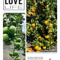 ヒイラギ,ミカン,マチルダ,甘夏,ノアサガオの画像