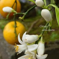 サザンカ,ミカン,夏みかん,果樹,白い花の画像