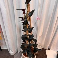 シンゴニウム,シンゴニウム,シンゴニウム チョコレート,シンゴニウム チョコレート,リビング・ダイニングの画像