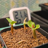 アデニウム,塊根植物,実生,珍奇植物,植物大好きの画像