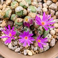 コノフィツム,コノフィツム属,ベランダ多肉,コノフィツムの花,ベランダタニラーの画像