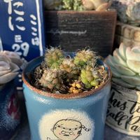 茶傘,リメ缶,バラと夢CLUB,がんに負けるな！,たかこさんありがとう♡の画像