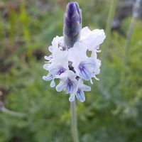 レースラベンダーの画像