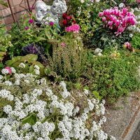 デュランタ 宝塚,シクラメン･アリッサム･･･,シクラメン･アリッサム･葉ボタン･･･,バラ･･･,いつもありがとう♡の画像