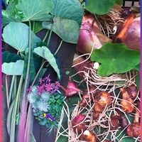 サトイモ,里芋（赤芽大吉）,里芋（赤芽大吉）,松茸ごはん,里芋(赤芽大吉)の八つ頭の画像