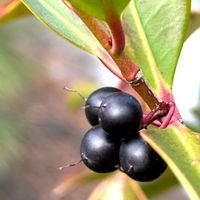 サカキ,サカキ,果実.,スマホ写真,武器ではなく花をの画像