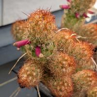 サボテン,黄金司,サボテンの実,コガネツカサ,マミラリア属の画像