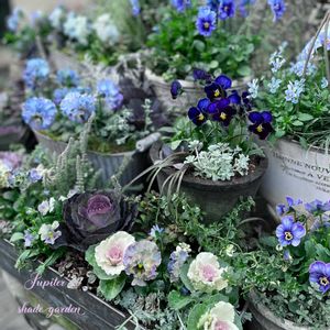 パンジー・ビオラ,パンジー フェデネージュ,寄せ植え,ナチュラルガーデン,ジャンクガーデンの画像