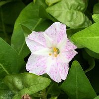 オシロイバナの画像