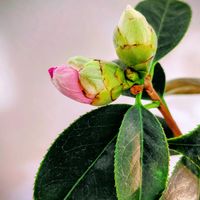 トキワシノブ,ダバリア　ラビットフッド,椿の蕾,シダ植物,ピンクの画像