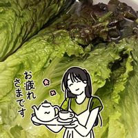 ゴボウ,サニーレタス,壁面緑化, 里芋,煮物の画像