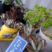 シナモン,ポインセチア,黒兎耳,ブロッコリー,多肉ちゃん達の画像