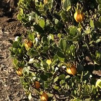 クチナシの画像