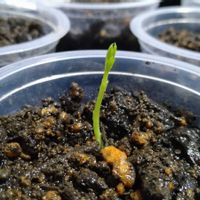 スイートピー,芽吹き,種から,SDGs,空きプラの活用の画像