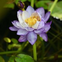 熱帯スイレン,温室,京都府立植物園,水辺の植物の画像