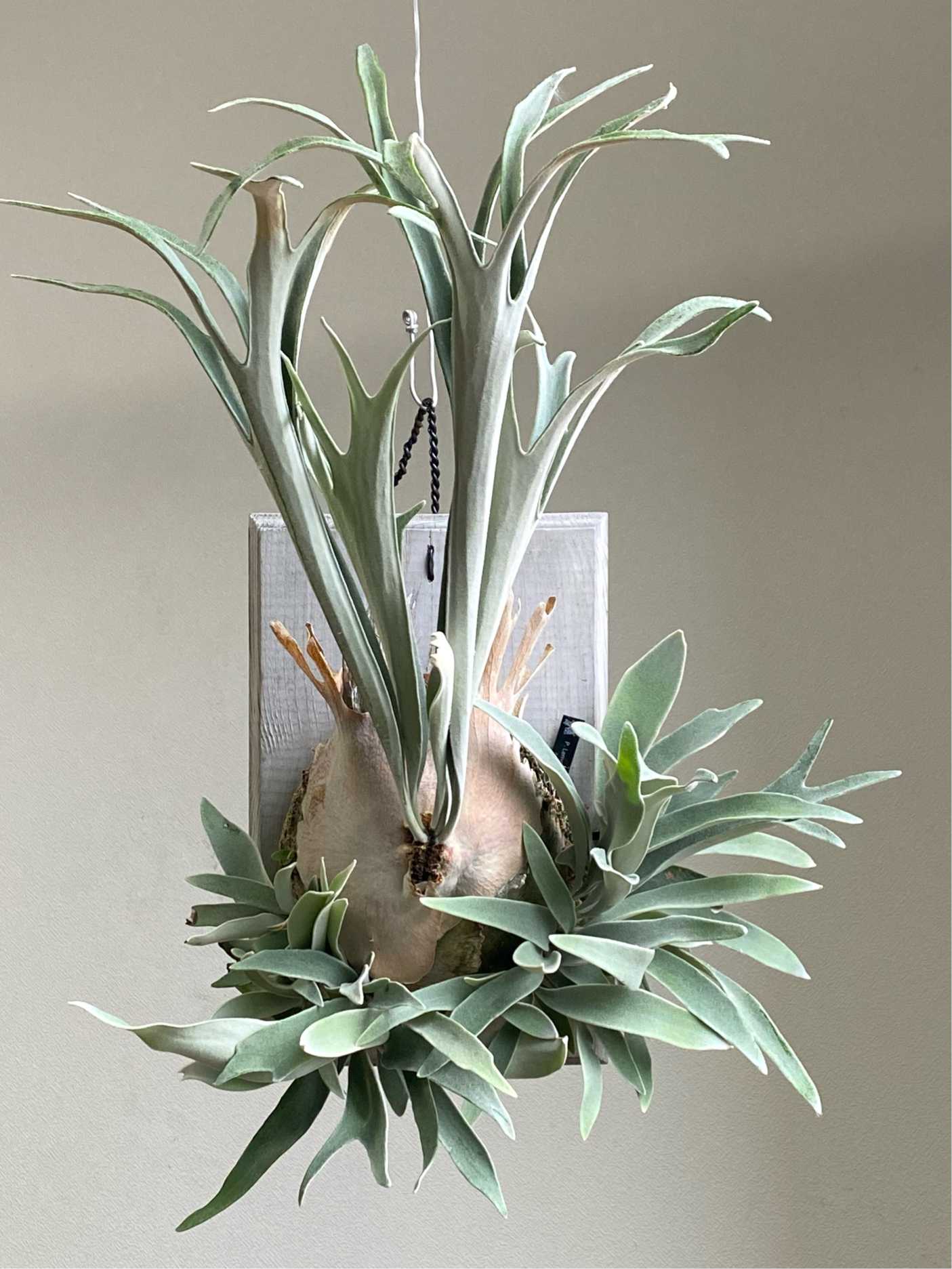 ビカクシダ ベイチーレモイネイ親株早いもの勝ちです P. Lemoinei 成長記録 2025.12.3｜🍀GreenSnap（グリーンスナップ）