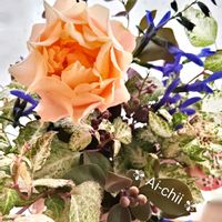 サルビア,バラ,ミニバラ,ジュズサンゴ,メドーセージの画像