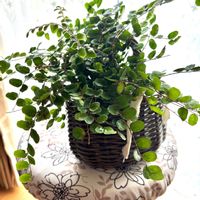 シダ,ボタンファーン,ボタンファーン,ペラエア・ロツンディフォリア,ネフロレピスの画像