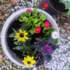 トマト,お花が好き♡,素敵な出会いに感謝,神奈川県,植物に癒されてますの画像