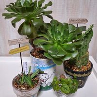 団扇サボテン,ユーフォルビア属,スウェーデンアイビー,ユーフォルビア　クンチー,ユーフォルビア　クンチーの画像