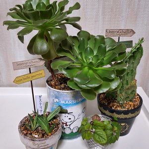 団扇サボテン,ユーフォルビア属,スウェーデンアイビー,ユーフォルビア　クンチー,ユーフォルビア　クンチーの画像