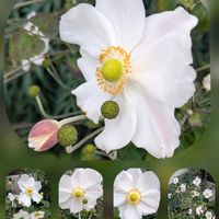 シュウメイギク,フジバカマ,ミセバヤ,ミセバヤの画像