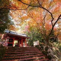 モミジ,紅葉,イロハモミジ,ミラーレス一眼,寺社仏閣の画像