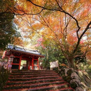 モミジ,紅葉,イロハモミジ,ミラーレス一眼,寺社仏閣の画像