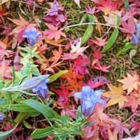 リンドウ,明月院の画像