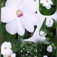 イソトマ,インパチェンス,ハイビスカス,ミセバヤ,大輪♡ツバキの画像