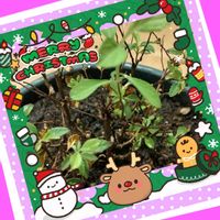 シモツケ ,可愛い❤,写真加工アプリ,スマホ撮り,葉っぱlove♥の画像