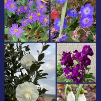 アリッサム,オキザリス,サザンカ,ストック,スノードロップの画像