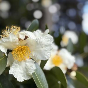 タイワンツバキ,お出かけ,レッドヒル  ヒーサーの森,白い恋人達,白い水曜日♡の画像