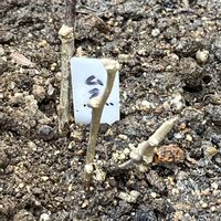 ムクゲ,ノブドウ,神戸どうぶつ王国,素敵便,ハシビロコウの画像