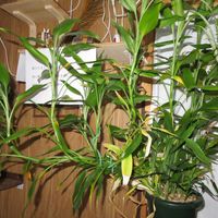 ミリオンバンブー,ドラセナ・サンデリアーナ,富貴竹,観葉植物,癒しの画像