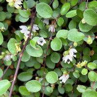 ワイヤープランツの画像