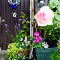 プレクトランサス,プレクトランサス,プレクトランサス,ガーデンシクラメン,レースラベンダーの画像