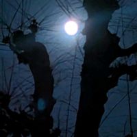 ケヤキ,初冬,夜空を眺める会,ケヤキ✽,月✽の画像