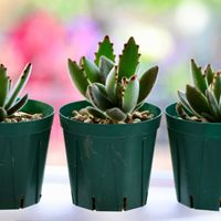 月兎耳,室内の画像